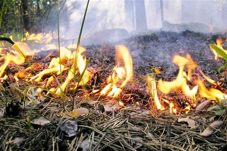 На юге и востоке Украины - чрезвычайная пожароопасность