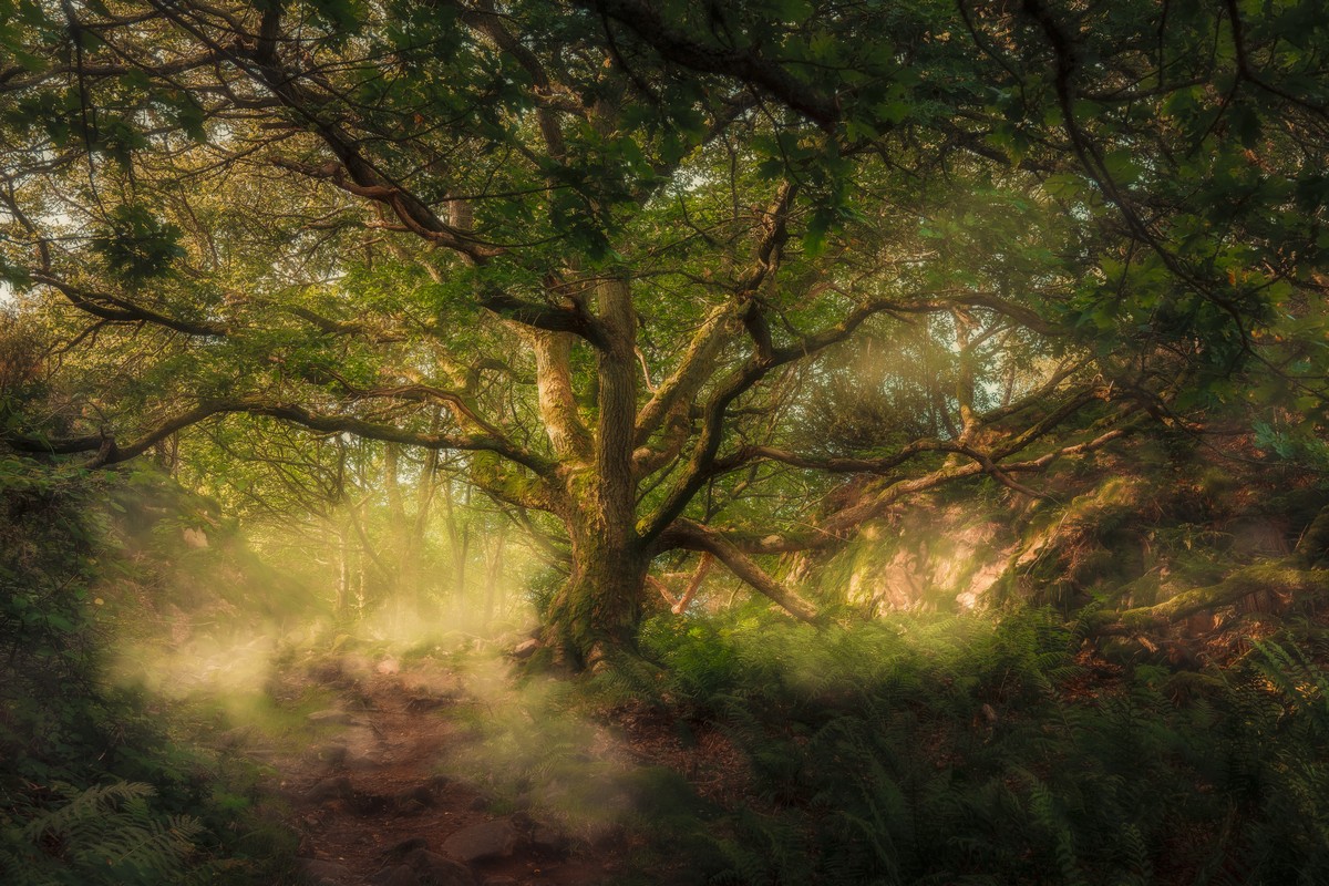 Броселиандский лес Зачарованный лес Моруа