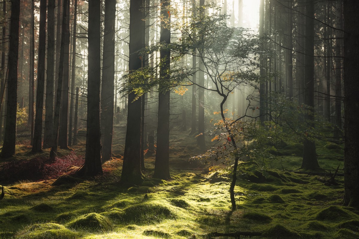 Мистические леса Швейцарии в объективе Горана Эбенхарта
