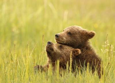 National Geographic показал лучшие снимки года. Фото