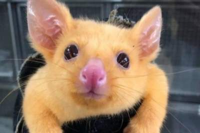 В Австралии нашли необычного зверька, похожего на Пикачу