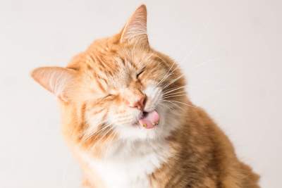 Реакция котов на мяту в прикольных фотках 