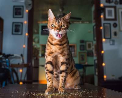 Реакция котов на мяту в прикольных фотках 