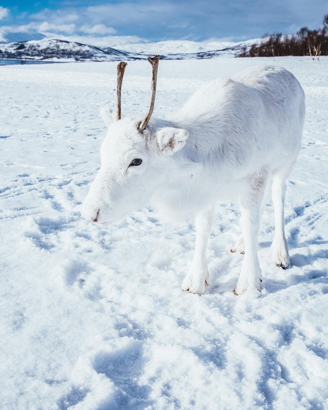 Уникальный детёныш белого оленя попал на фото в Норвегии