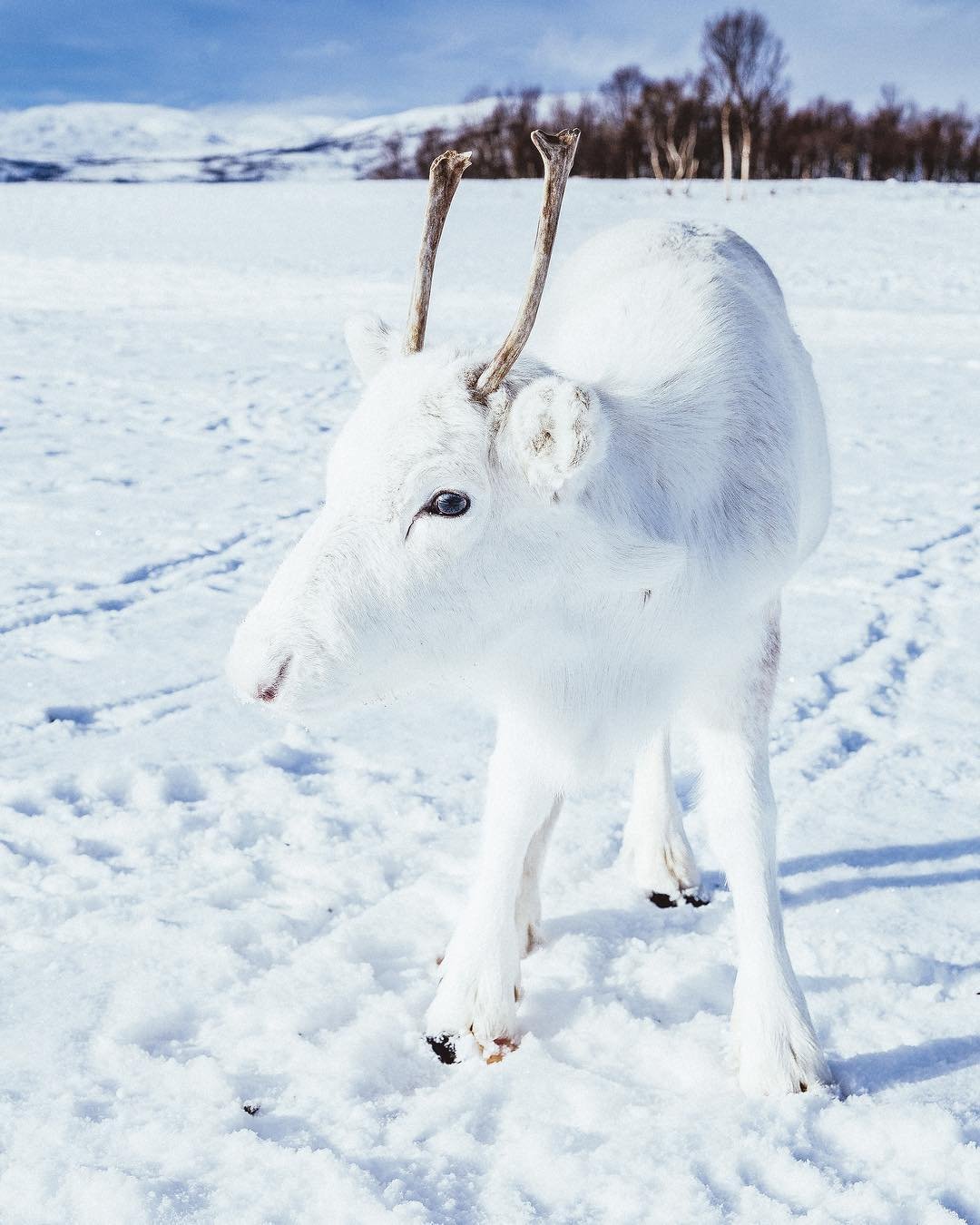 Уникальный детёныш белого оленя попал на фото в Норвегии