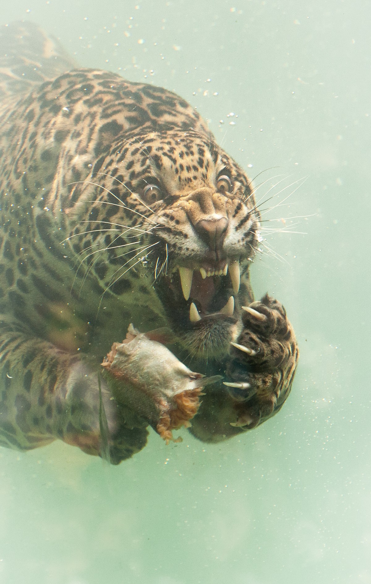 Ягуар ныряет в воду за едой