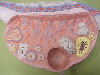 Схематическое изображение яичника в разрезе