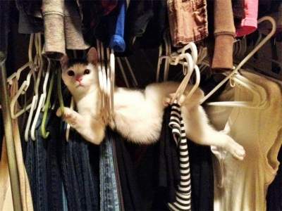 Смешные фотки, доказывающие, что коты – настоящие шпионы