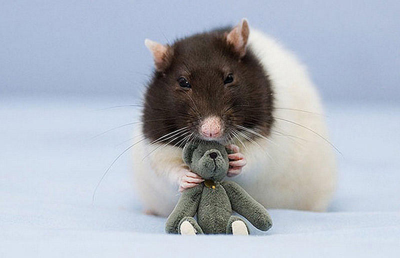 Очаровательные крысы спят с плюшевыми мишками