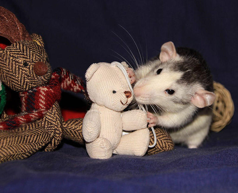 Очаровательные крысы спят с плюшевыми мишками