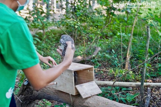 Фермер из Таиланда нашел маленьких сов, которым требовалась помощь