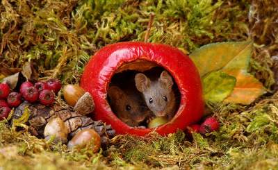 Необычный фотопроект с садовыми мышками. Фото