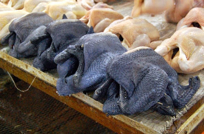 Аям чемани - уникальная порода кур черного цвета