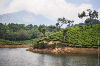 Фотограф показал, как выращивают чай в Индии. Фото