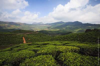 Фотограф показал, как выращивают чай в Индии. Фото