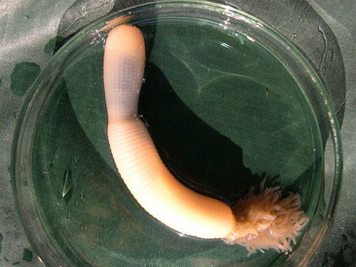 Морской червь доказал учёным, что желудок человека произошел 500 млн лет назад