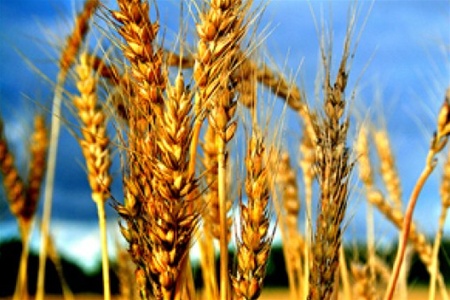 Украина отказалась от запрета на экспорт пшеницы