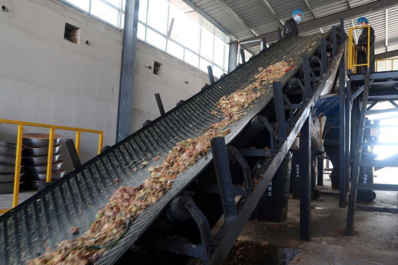 Тараканы утилизируют пищевые отходы в Китае