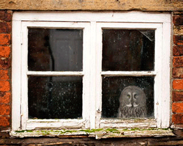 Британская сова, боящаяся открытого пространства, живет в сарае