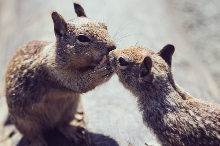 Любовь, эмоции и поцелуи животных