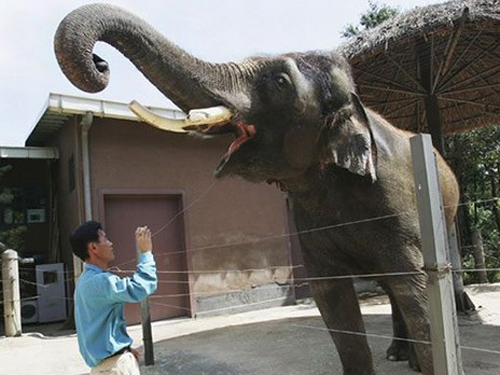 В Южной Корее нашли говорящего слона