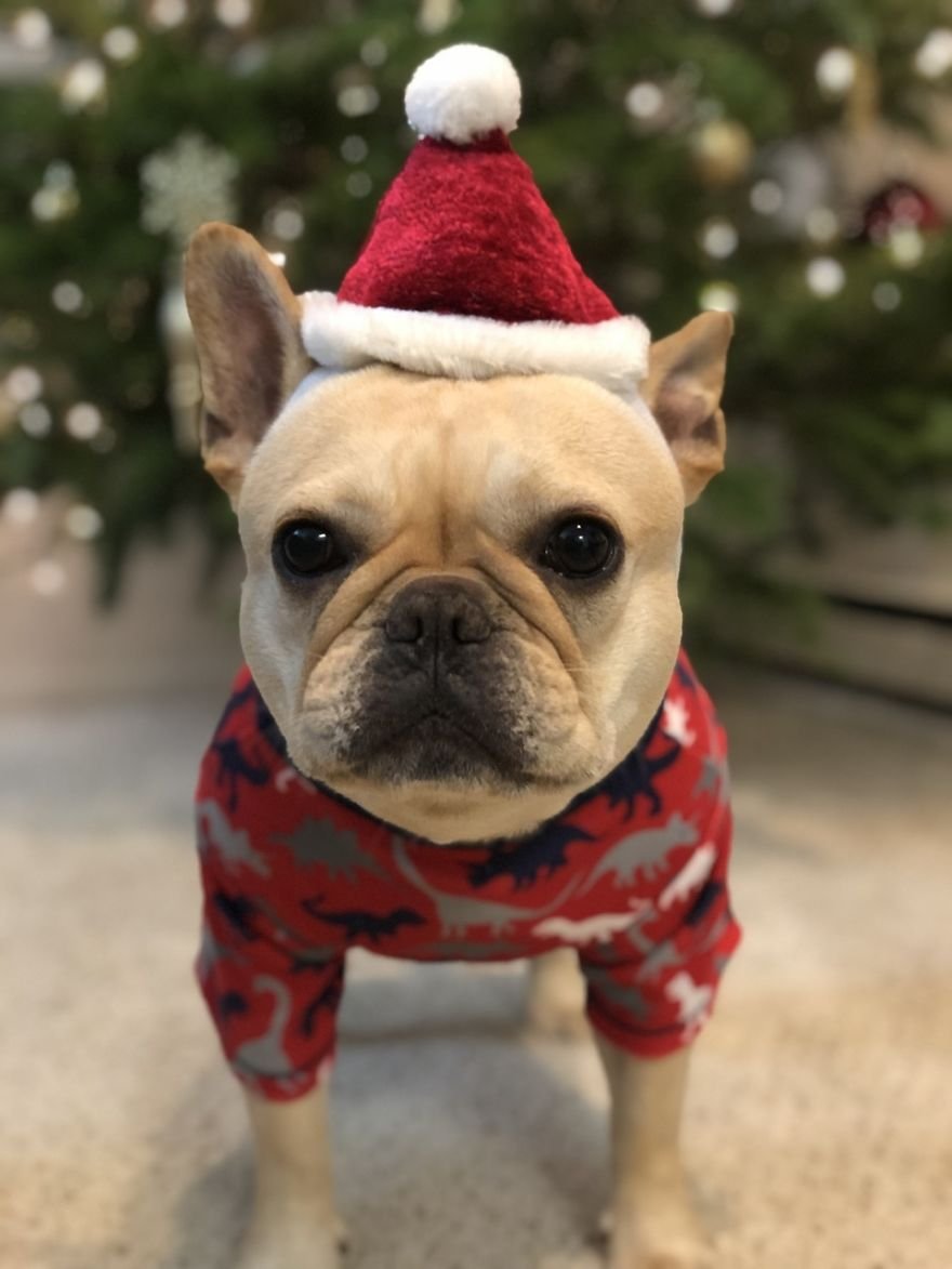 Милые собаки в новогодних и рождественских свитерах