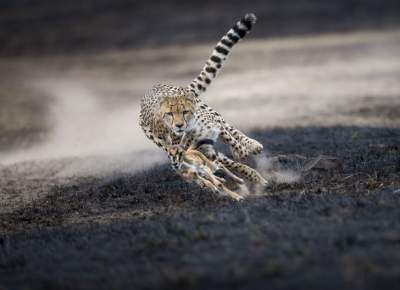 National Geographic выбрала лучшие фотографии 2018 года. Фото