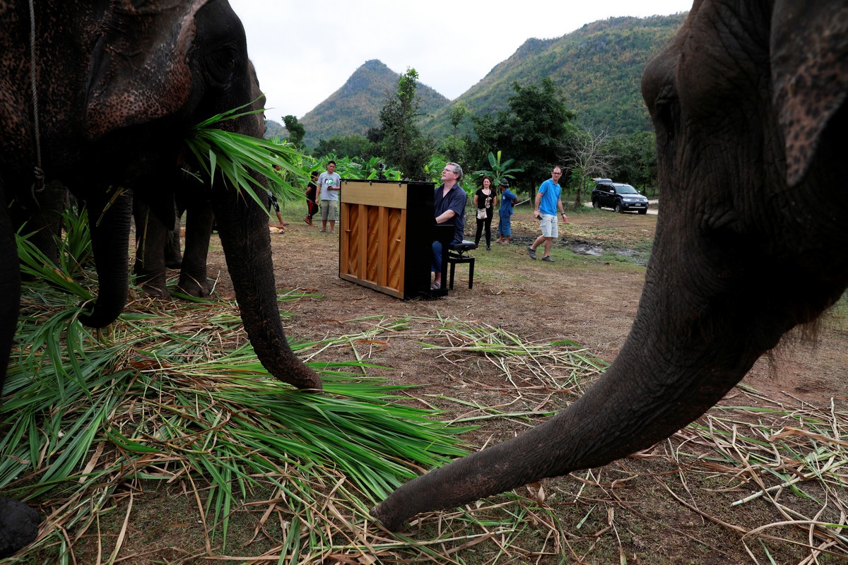 Музыка в приюте для слонов