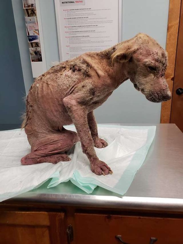 Жители Техаса спасли бездомного пса, но не знали, что он выживет