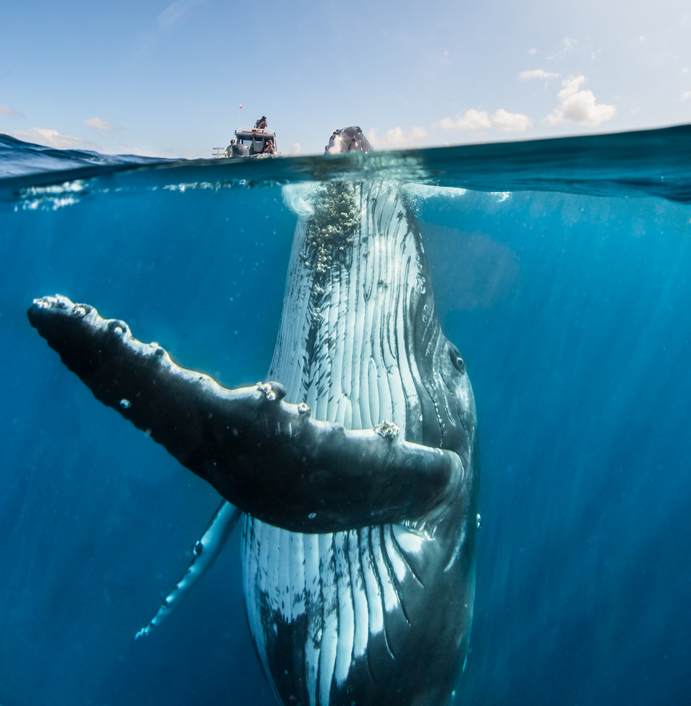 Создания морских глубин