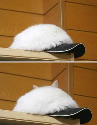Найди кота: смешные фотки питомцев, умеющих маскироваться
