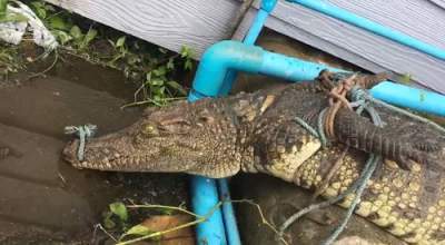 В Таиланде «арестовали» крокодила, проникшего в бар