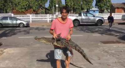 В Таиланде «арестовали» крокодила, проникшего в бар