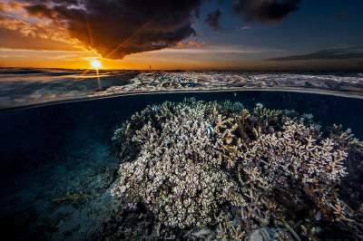 Красивые снимки подводного мира на поверхности воды. Фото