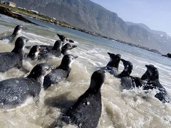 Жители южноафриканского городка пожаловались на шумных пингвинов