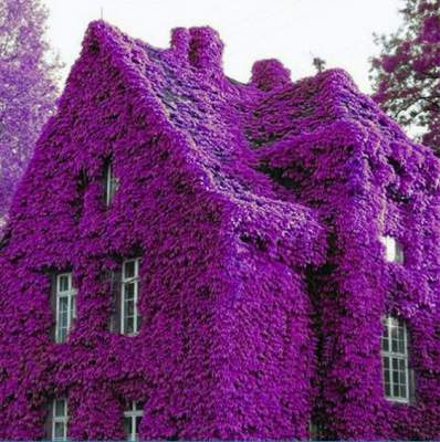 Самые красивые в мире дома, утопающие в цветах. Фото