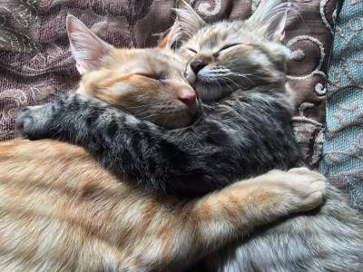 Сеть покорили котята, обожающие обниматься