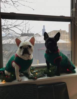 Потешные собаки, получившие в подарок рождественские свитера