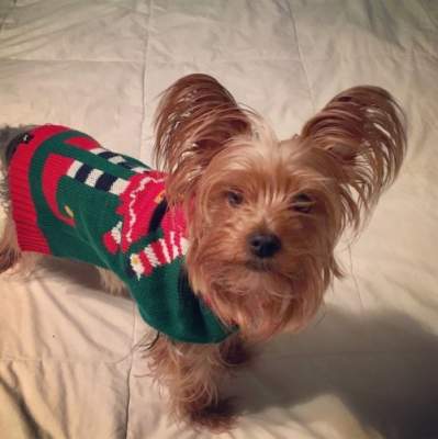 Потешные собаки, получившие в подарок рождественские свитера