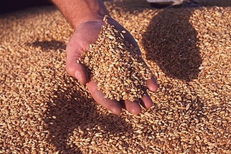 Египет отказался от украинской пшеницы