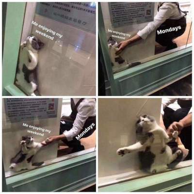 Кот, застрявший в витрине, стал героем нового мема