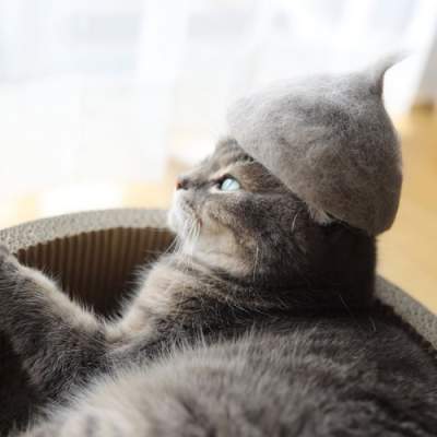 Житель Японии делает кошкам забавные шапки из их собственной шерсти 
