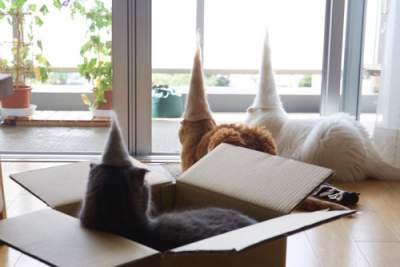 Житель Японии делает кошкам забавные шапки из их собственной шерсти 