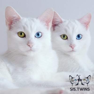 Сеть покорили белоснежные кошки-близнецы. Фото