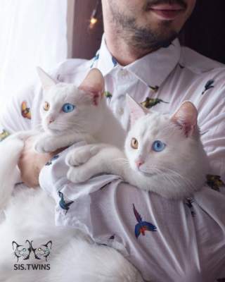 Сеть покорили белоснежные кошки-близнецы. Фото