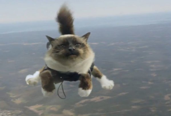 Шведская страховая фирма ради рекламы выбросила из самолета несколько котов-парашютистов