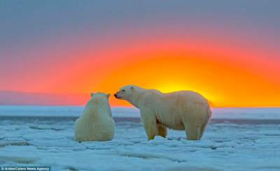 Красивые снимки белых медведей на фоне заката. Фото
