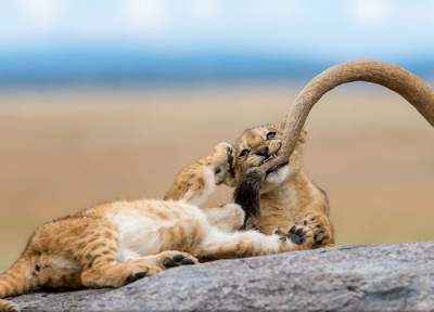 Свежая порция победителей фотоконкурса от National Geographic. Фото 