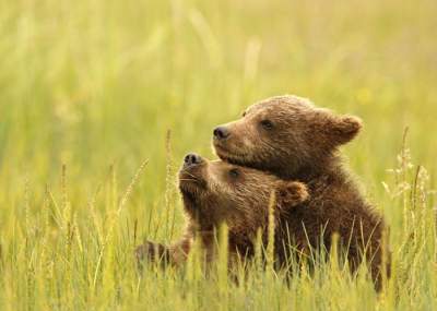 Свежая порция победителей фотоконкурса от National Geographic. Фото 