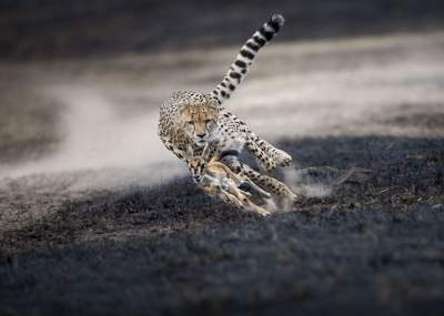 Свежая порция победителей фотоконкурса от National Geographic. Фото 